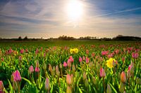 Lente!