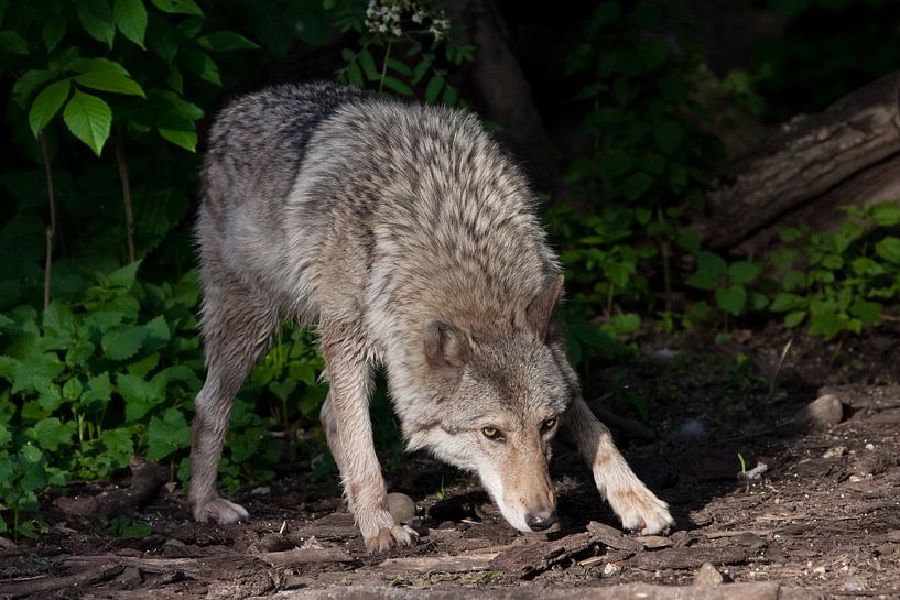 Ein mächtiger Wolf (Wolfsweibchen) schnüffelt bei der Jagd am Boden, ein Wolfsblick und eine Pose. D von Michael Semenov
