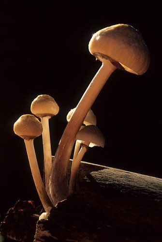 Porseleinzwam