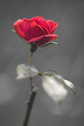 Red rose in bloom
