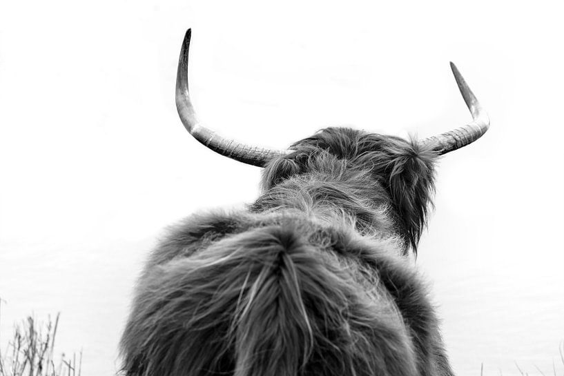 Highlander écossais, noir et blanc par marjolein kranendonk