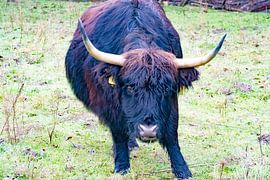 Schottischer Highlander "Zeit zu laufen" von Truckpowerr