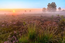 Sunrise over a heather landscape by Sjoerd van der Wal Photography