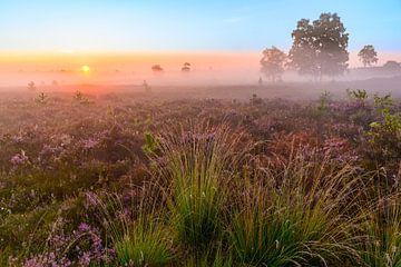 Lever de soleil sur un paysage de bruyère