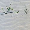 Plukjes helmgras in een golvend patroon van zand in de duinen van Wildlife Designs