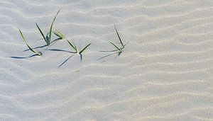 Plukjes helmgras in een golvend patroon van zand in de duinen