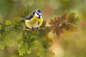Mésange bleue