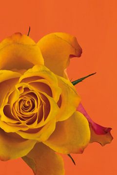 Foto van een oranje roos. van Therese Brals