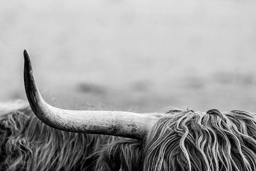 Hoorn en Vacht Schotse Hooglander in Detail