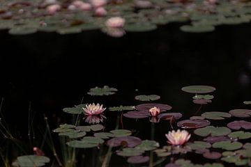Vijver met waterlelies (2) van Mayra Fotografie