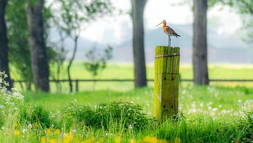 Grutto, weidevogel, Friesland, Nederland. van Jaap Bosma Fotografie