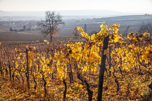 Herbst in den Weinbergen bei Schloss Vollrads