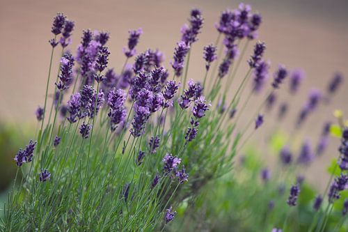 Lavendel