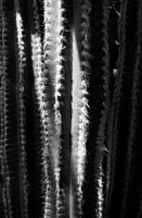 Cactuses in black and white
