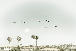 Über den Dächern von San Diego | Vintage