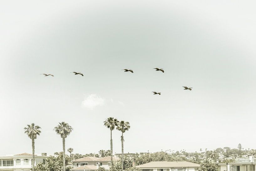 Above the rooftops of San Diego | Vintage by Melanie Viola