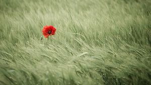 Farbtupfer im Kornfeld von Denis Feiner