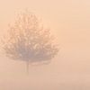 Baum im Nebel bei Sonnenaufgang von Fotografiecor .nl