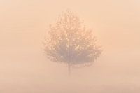 Tree in the fog at sunrise