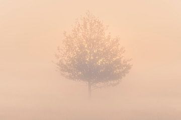 Boom in de mist bij zonsopkomst van Fotografiecor .nl