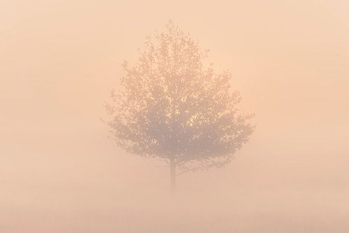 Boom in de mist bij zonsopkomst
