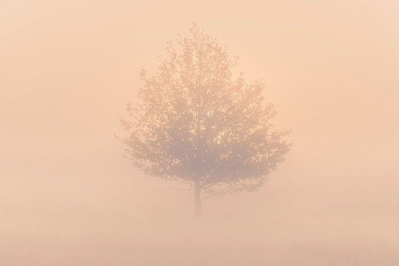 Boom in de mist bij zonsopkomst van Fotografiecor .nl