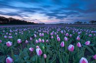 Tulpenpracht in Drenthe van Ron Buist thumbnail