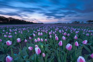 Tulpenpracht in Drenthe van Ron Buist