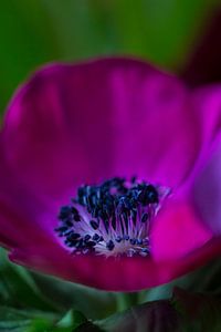 Paarse bloem met focus op paarse meeldraden van Piertje Kruithof