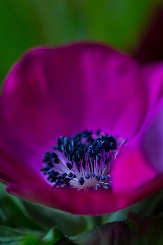 Paarse bloem met focus op paarse meeldraden