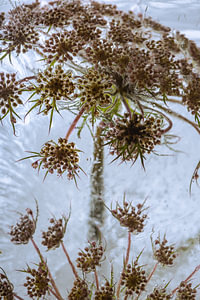 Daucus in Eis 3