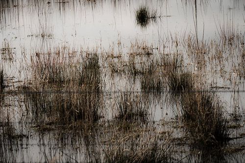 Drasland, roseau et fil I