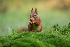 L'écureuil mange une faîne sur Tanja van Beuningen