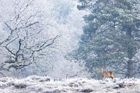 Roe deer in a winter landscape