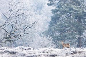 Reebok in een winters landschap van Lars Korzelius