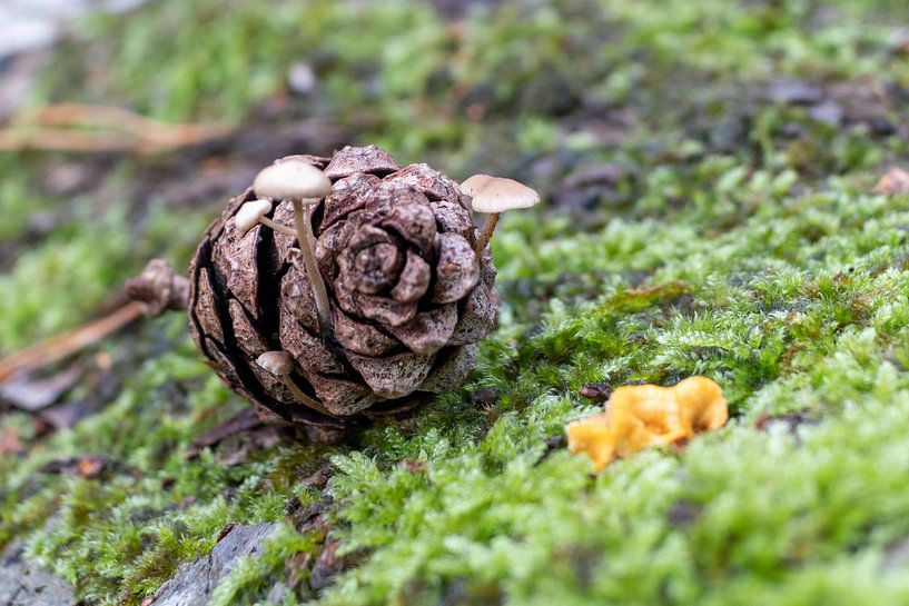 Pine cone with habitation by Lianne van Dijk