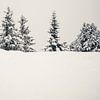 Schnee und Kiefern von Patrycja Polechonska