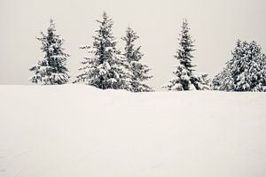 Schnee und Kiefern von Patrycja Polechonska