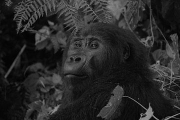 Gorilla, Oeganda, Zwart Wit van Oscar Kroon
