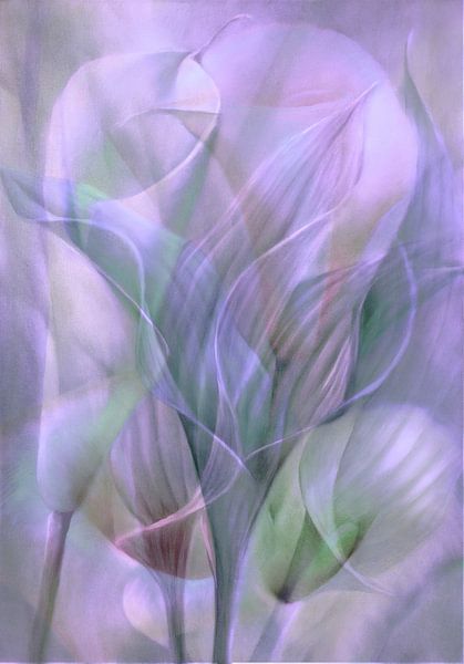 White Synfony - rose light von Annette Schmucker