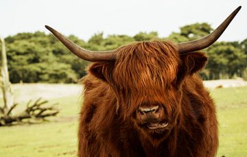Een kauwende Schotse hooglander kijkt recht naar de camera van Ezra Middelburg