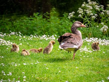 Goose with chicks in the grass by Charlotte Dirkse