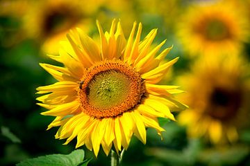 Sunflower by Hennnie Keeris