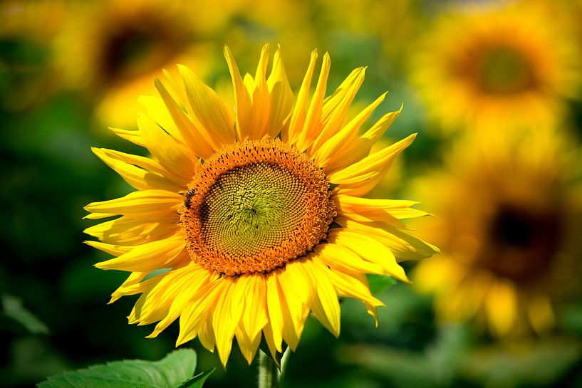 Zonnebloem van Hennnie Keeris