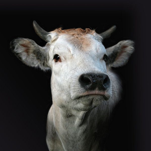 Piedmont cow 2 by Ruth de Ruwe