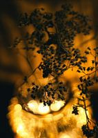 Whispers in Golden Light