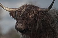 Schottischer Highlander Kopf