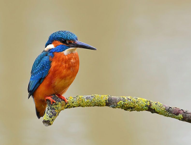 Kingfisher on branch by Air-view