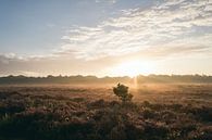 Sonnenaufgang auf dem Moor von Allround_Moments Miniaturansicht