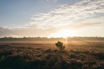 Sonnenaufgang auf dem Moor